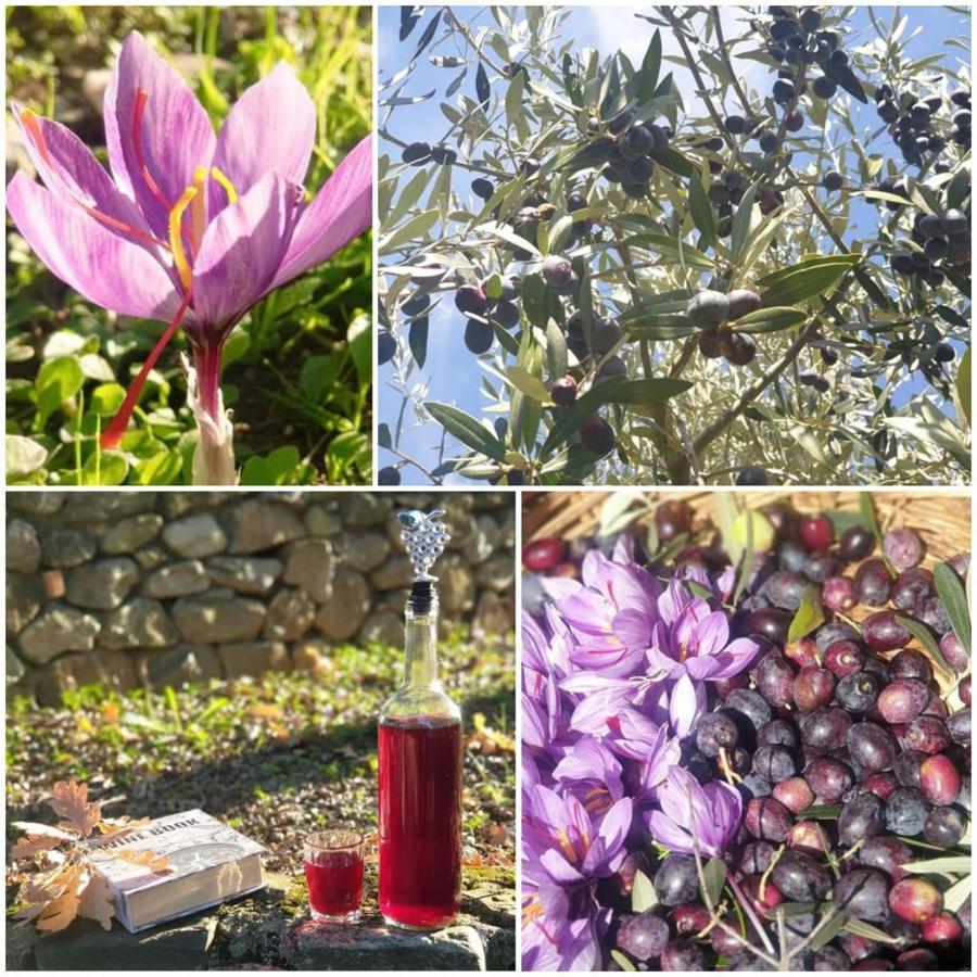 Villa Agri Art San Benedetto Ullano Esterno foto