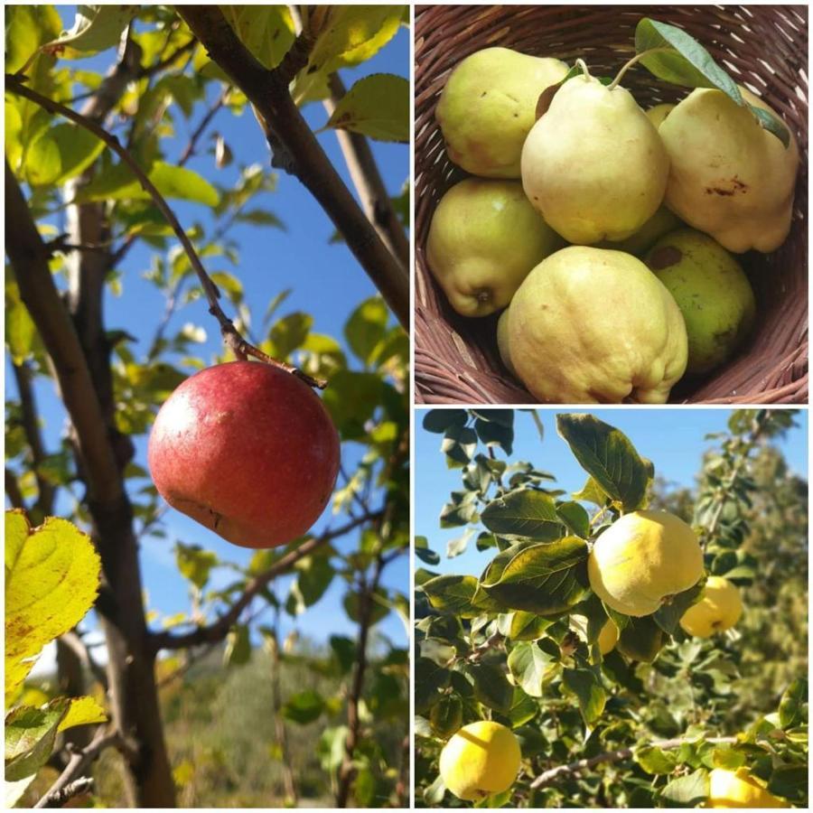 Villa Agri Art San Benedetto Ullano Esterno foto