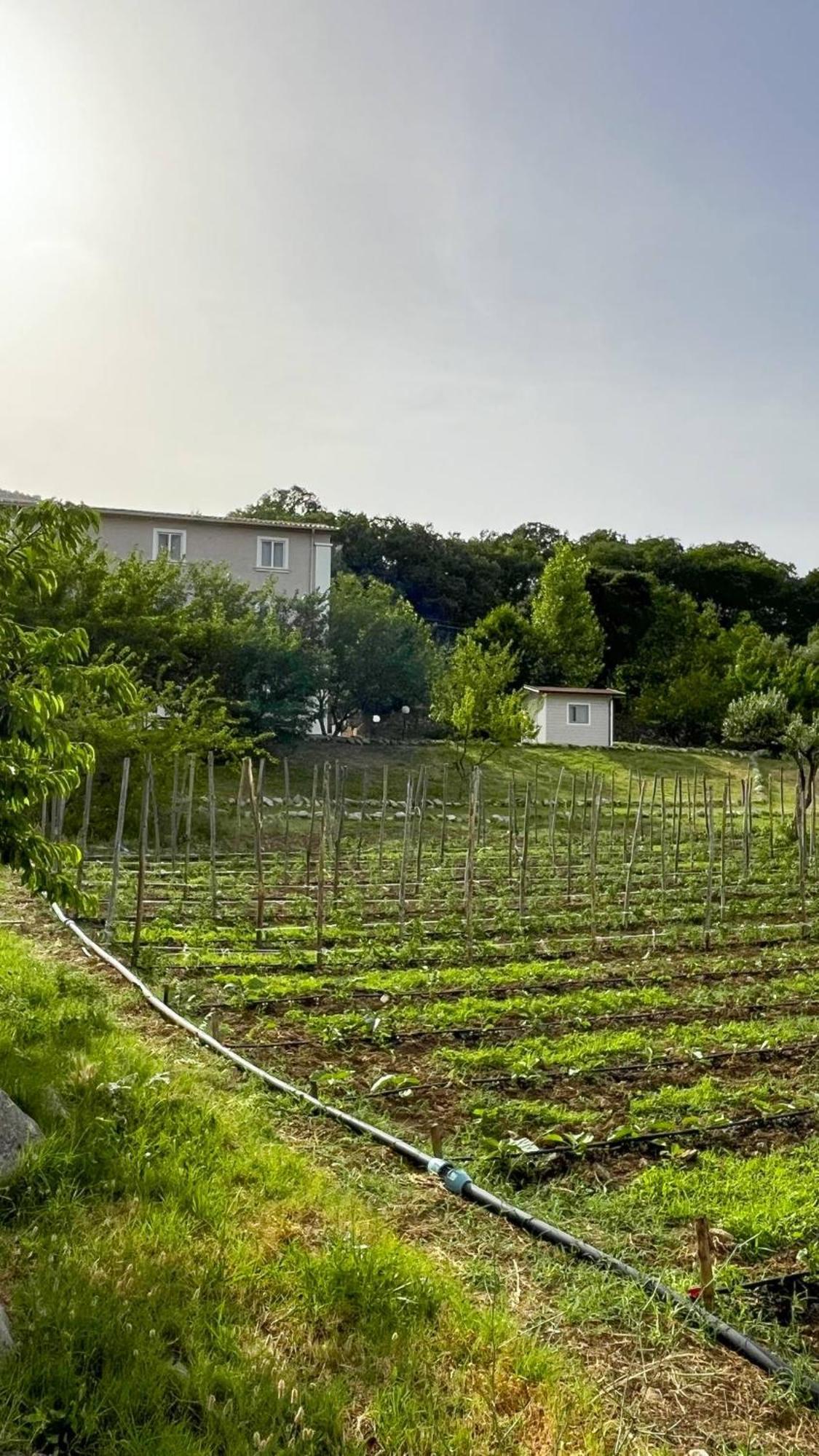 Villa Agri Art San Benedetto Ullano Esterno foto